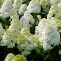 Гортензия Polar Bear, Hydrangea Polar Bear, Гортензия Полярный Медведь