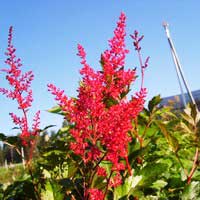 Астильба японская Red Sentinel, Астильба японская Ред Сентинел, Astilbe japonica Red Sentinel