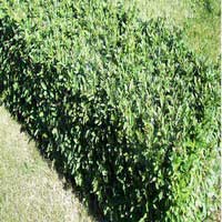 Бирючина обыкновенная Lodense, Ligustrum vulgare Lodense, Бирючина обыкновенная Лоденс