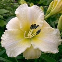Лилейник Arctic Snow, Hemerocallis Arctic Snow, Лилейник Арктик Сноу