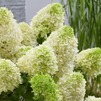 Гортензия Skyfall, Hydrangea paniculata Skyfall, Гортензия метельчатая Скайфолл