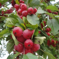 Яблоня гибридная Red Sentinel, Malus hybrida Red Sentinel, Яблоня гибридная Ред Сентинэл