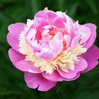 Пион молочноцветковый, Paeonia lactiflorat, Пион молочноцветковый