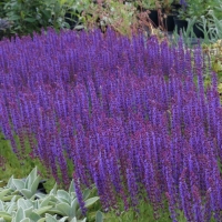 Шалфей дубравный Ost Friesland, Salvia nemorosa Ostfriesland, Шалфей дубравный Остфризленд