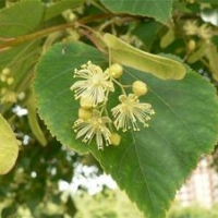 Липа крупнолистная, Tilia platyphyllos, Липа крупнолистная 10/12