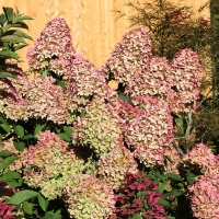 Гортензия Magical Candle, Hydrangea paniculata Magical Candle, Гортензия метельчатая Мэджикал Кендл