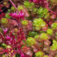 Очиток ложный Fuldaglut, Sedum spurium Fuldaglut, Очиток ложный Фулдаглут
