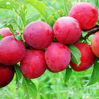 Слива Красный шар, Prunus, Слива Красный шар