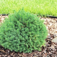 Ель колючая Tompa, Picea abies Tompa, Ель колючая Томпа