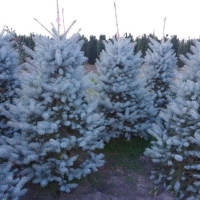 Ель колючая Blue Diamond, Picea Blue Diamond