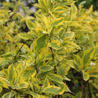Дерен Gouchaultii, Cornus alba Gouchaultii, Дерен белый Гоучаулти