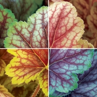 Гейхера Van Gogh, Heuchera Van Gogh, Гейхера Ван Гог