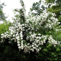 Чубушник Лемуана, Philadelphus Lemoinei, Чубушник Лемуана С5
