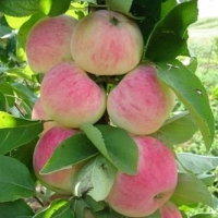 Яблоня Орловское полосатое с7.5, Malus, Яблоня Орловское полосатое