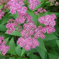 Спирея Бумальда с7.5, Спирея Бумальда, Spiraea Bumalda