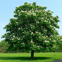 Каштан конский Baumannii, Aesculus hippocastanum Baumanii, Каштан конский Баумани