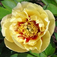 Пион ИТО-гибрид Prairie Charm, Paeonia Itoh Prairie Charm, Пион ИТО-гибрид Прэри Чарм
