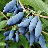 Жимолость Владыка с5, Lonicera caerulea Vladyka, Жимолость Владыка