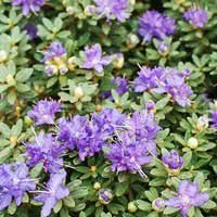 Рододендрон Azurica, Rhododendron impeditum Azurica, Рододендрон плотный Азурика
