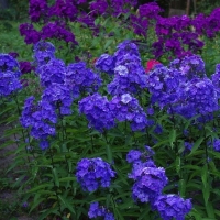 Флокс Blue Paradise, Phlox paniculata Blue Paradise, Флокс Блю Парадиз