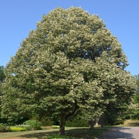 Липа войлочная Brabant, Tilia tomentosa Brabant, Липа войлочная Брабант
