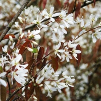 Ирга Lamarckii, Amelanchier lamarckii, Ирга ламарка