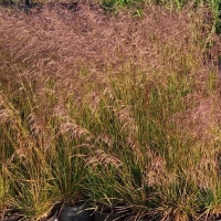 Луговик Bronzeschleier с5, Deschampsia cespitosa Bronzeschleier, Луговик Бронзешляйер