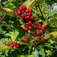 Калина обыкновенная Roseum, Viburnum opulus Roseum, Калина обыкновенная Розеум