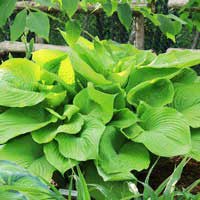 Хоста Sum and Substance, Hosta Sum and Substance, Хоста Сам энд Сабстэнс