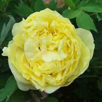 Пион ИТО-гибрид Yellow Crown, Paeonia lItoh-Hybrids Yellow Crown, Пион ИТО-гибрид Йеллоу Краун