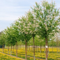 Черемуха Маака Amber Beauty, Prunus maackii Amber Beauty, Черёмуха Маака Амбер Бьюти