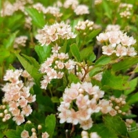Пузыреплодник калинолистный Little Greeny, Physocarpus opulifolius Little Greeny, Пузыреплодник калинолистный Литлл Грини