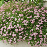 Спирея японская Little Princess, Spiraea japonica Little Princess, Спирея японская Литл Принцесс