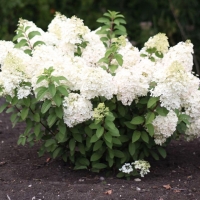 Гортензия Bobo, Hydrangea paniculata Bobo, Гортензия Бобо