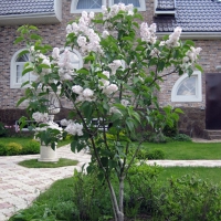 Сирень Красавица Москвы, Syringa vulgaris Beauty of Moscow,  Сирень обыкновенная Красавица Москвы