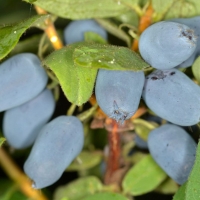 Жимолость голубая Sinoglaska, Жимолость голубая Синеглазка, Lonicera caerulea Sinoglaska