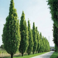Дуб черешчатый Fastigiata, Quercus robur Fastigiata, Дуб черешчатый Фастигиата