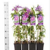 Клематис Dr. Ruppel, Clematis Dr. Ruppel, Клематис Доктор Руппель