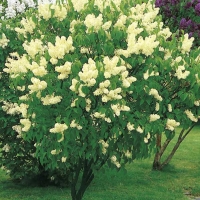 Сирень Primrose, Syringa vulgaris Primrose, Сирень обыкновенная Праймроуз