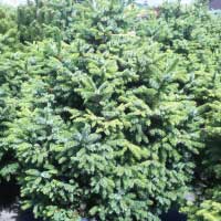 Ель сербская нана, Picea omorika Nana, купить ель сербскую, купить ель nana, ель Нана, купить ель Нана, ель Nana