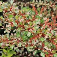 Барбарис тунберга Natasza, Berberis thunbergii Natasza, Барбарис тунберга Наташа