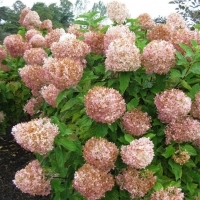 Гортензия Phantom, Гортензия Фантом, Hydrangea Phantom