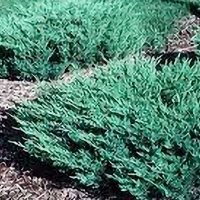 Можжевельник Андорра Компакт С25 Juniperus Andorra Compact , можжевельник купить, можжевельник заказать, можжевельник цена, можжевельник андора компакта фото, можжевельник андора компакт цена, можжевельник андора компакт заказать, империал гарден