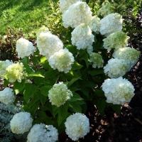 Гортензия Magical Mont Blanc, Hydrangea paniculata Magical Mont Blanc, Гортензия метельчатая Мэджикал Мон Блан