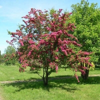 Боярышник средний Paul's Scarlet, Боярышник средний Паульс Скарлет, Crataegus media Pauls Scarlet