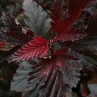 Пузыреплодник калинолистный Red Baron, Physocarpus opulifolius Red Baron, Пузыреплодник калинолистный Ред Барон