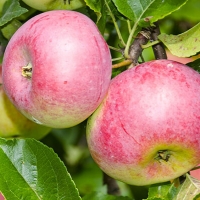 Яблоня Уэлси с7.5, Malus Domestica Wealthy, Яблоня Уэлси