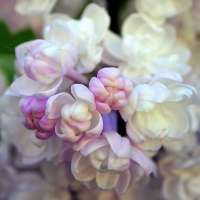 Сирень Красавица Москвы, Syringa vulgaris Beauty of Moscow,  Сирень обыкновенная Красавица Москвы