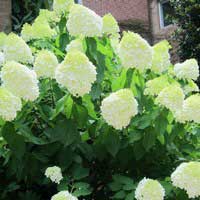 Гортензия Limelight, Hydrangea paniculata Limelight, Гортензия метельчатая Лаймлайт