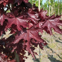 Клен остролистный Crimson Sentry, Acer platanoides Crimson Sentry, Клен остролистный Кримсон Сентри